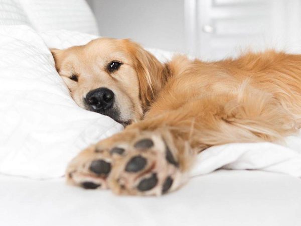 Dog lounging on bed at Linden Village